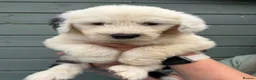 Old English Sheepdog dogs for sale: Kc Registered Old English Sheepdogs  - Advert 13