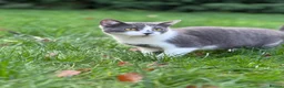 Mixed Breed cats for sale: 2 kittens looking for their forever homes  - Advert 2