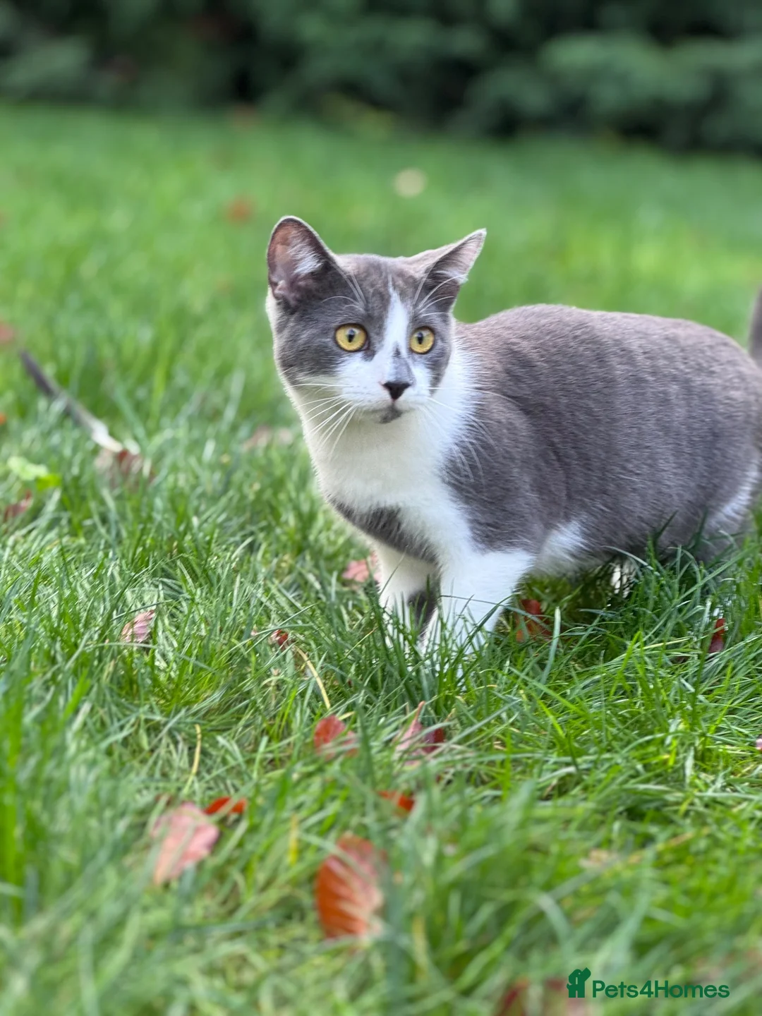 Mixed Breed cats for sale: 2 kittens looking for their forever homes  - Advert 2