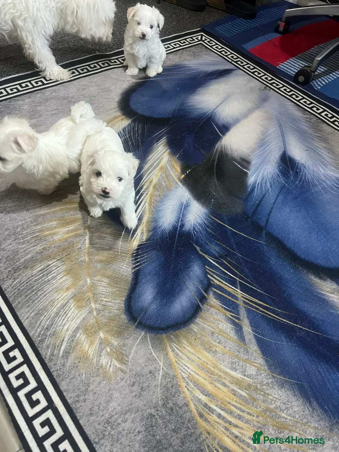 Maltese dogs for sale: Bichon Maltese toys  - Advert 2