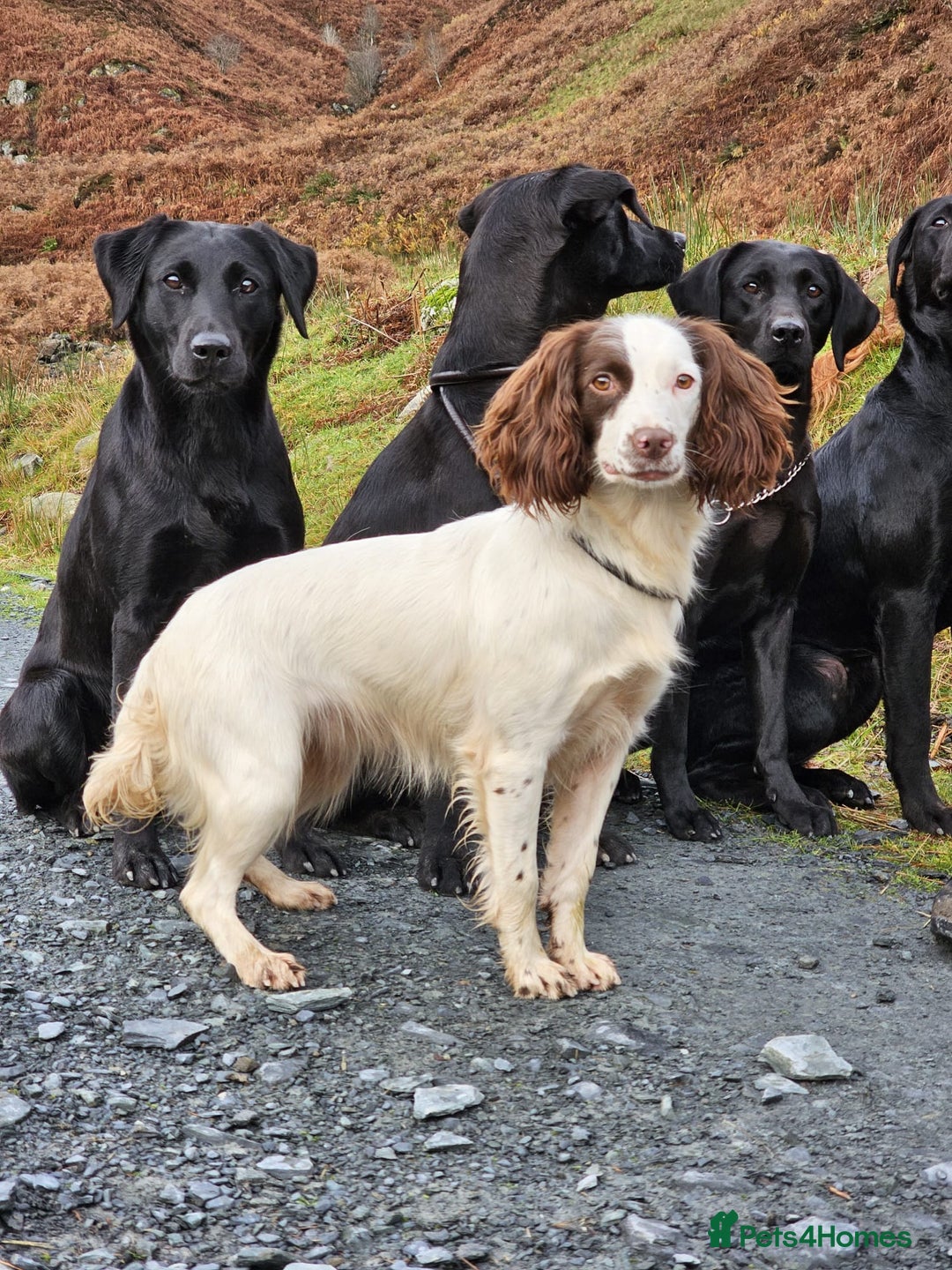 English Springer Spaniel dogs for sale: Working springer spaniel puppies  - Image 4