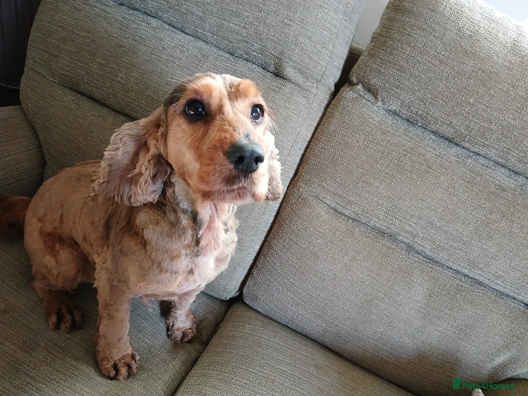 Cocker Spaniel dogs for sale: 7 YEAR OLD SHOW TYPE COCKER SPANIEL - Advert 2