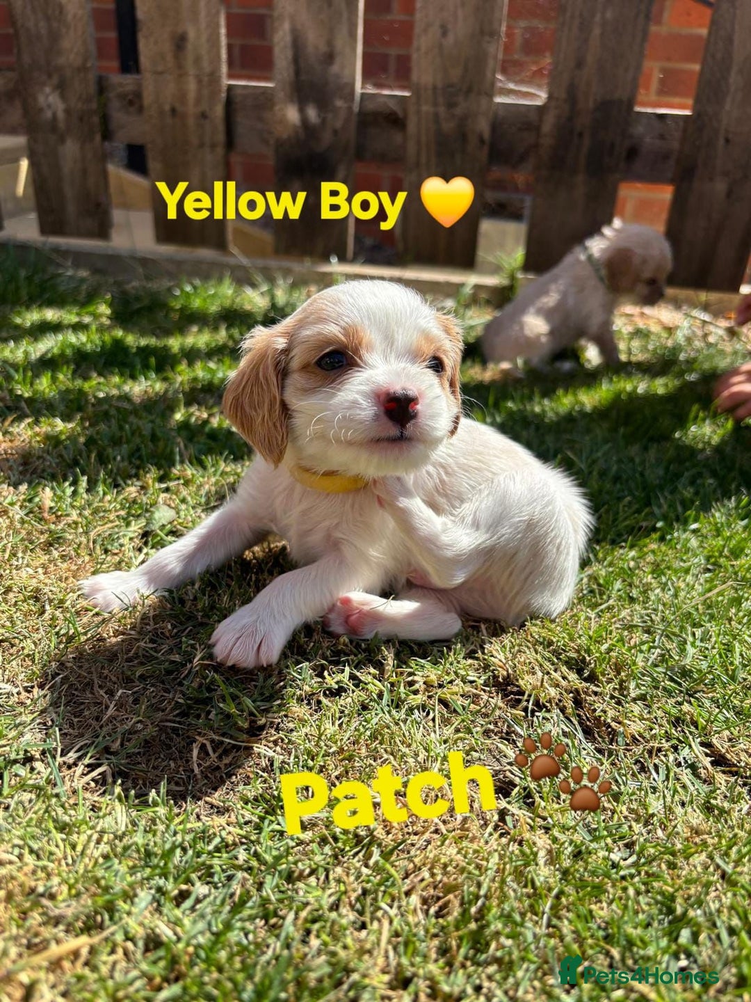 Cavachon dogs for sale: Cavalier King Charles x Cavachon - Image 24