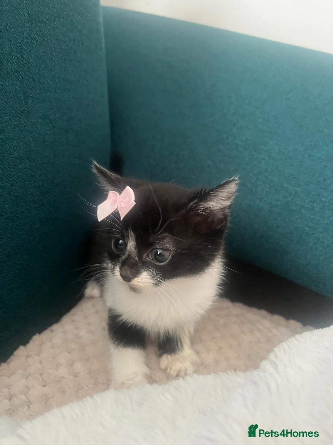 Mixed Breed cats for sale: Beautiful kittens  - Advert 12