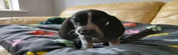 Mixed Breed dogs for sale: KC Basset Hound x KC German Shorthaired Pointer  - Advert 16