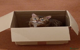 Bengal cats for sale: Bengal female indoors cat. - Image 5
