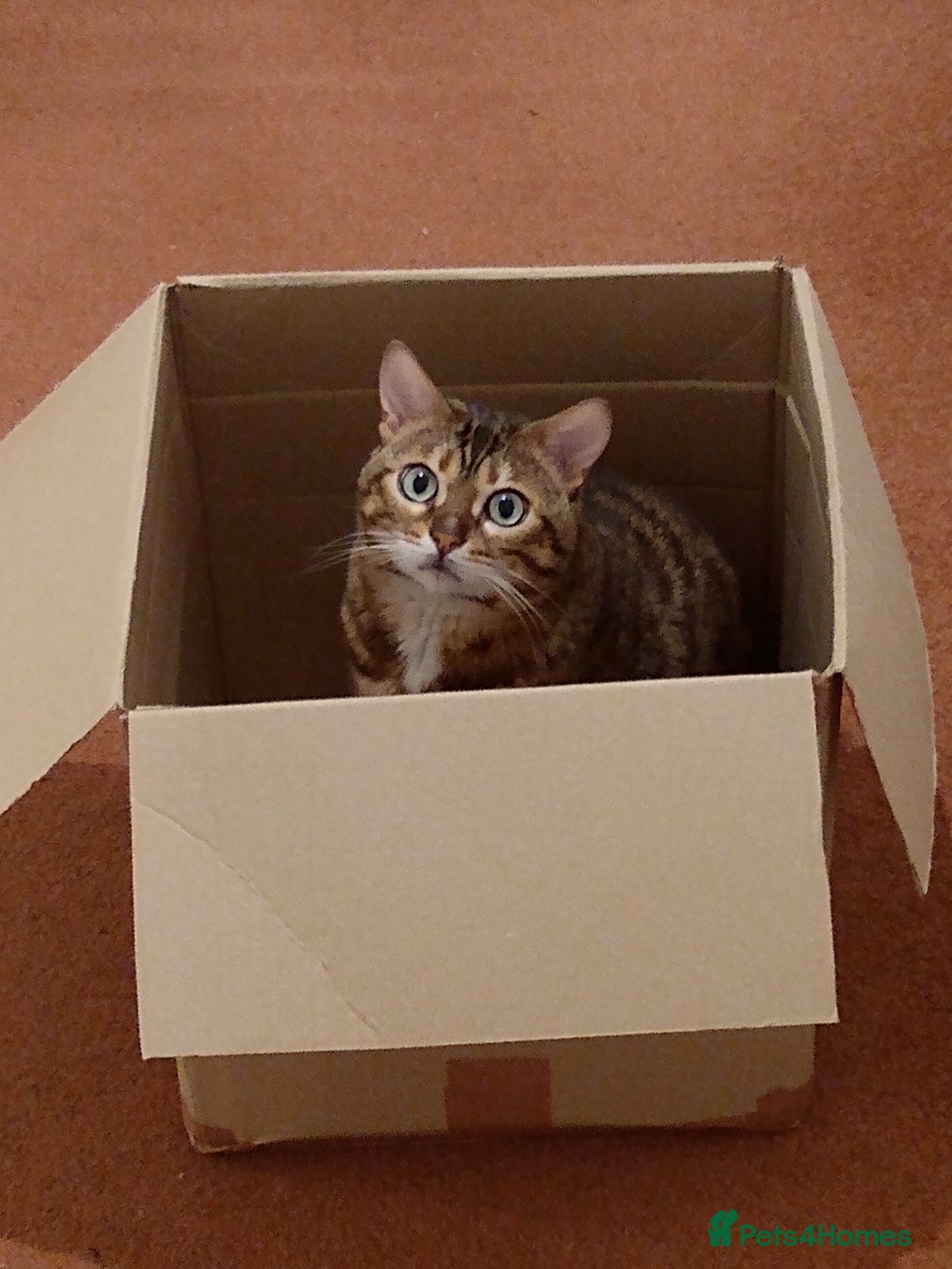 Bengal cats for sale: Bengal female indoors cat. - Image 5