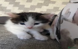 Mixed Breed cats for sale: Miexd/ Ragdoll - Image 4