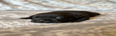 Staffordshire Bull Terrier Puppy 4
