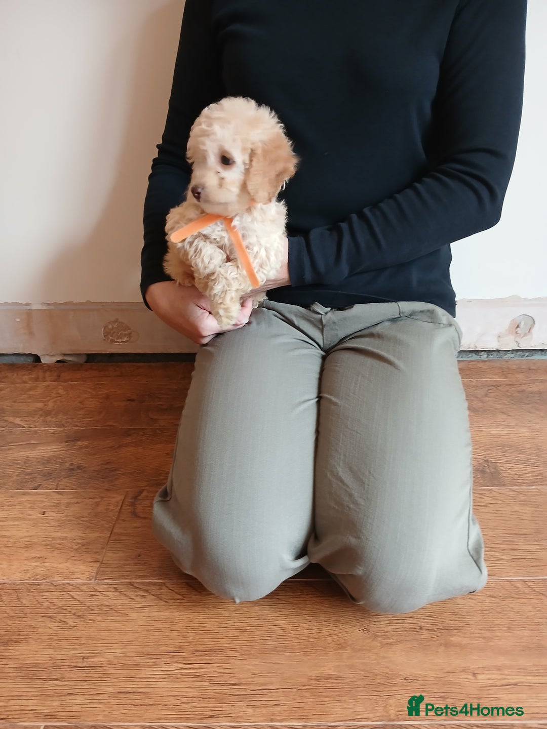 Cockapoo dogs for sale: Cockapoo puppies  - Image 10