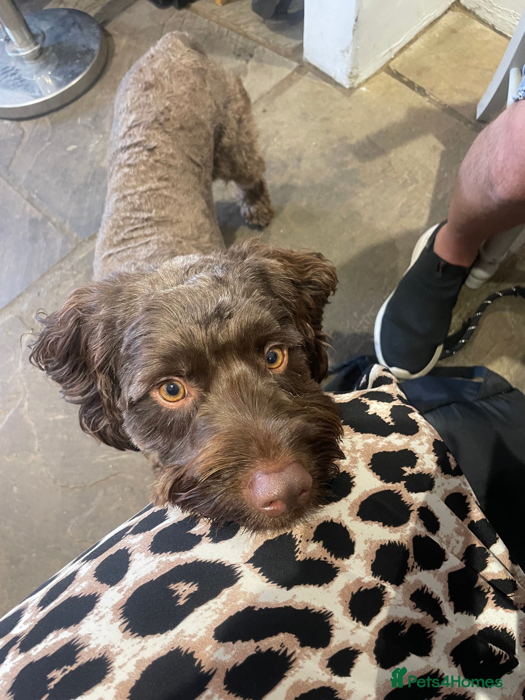 Cockapoo dogs for stud: Remy 18 month old F1 cockapoo for stud  - Image 11