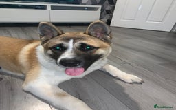 Akita dogs for stud: Male Akita for stud - Image 2