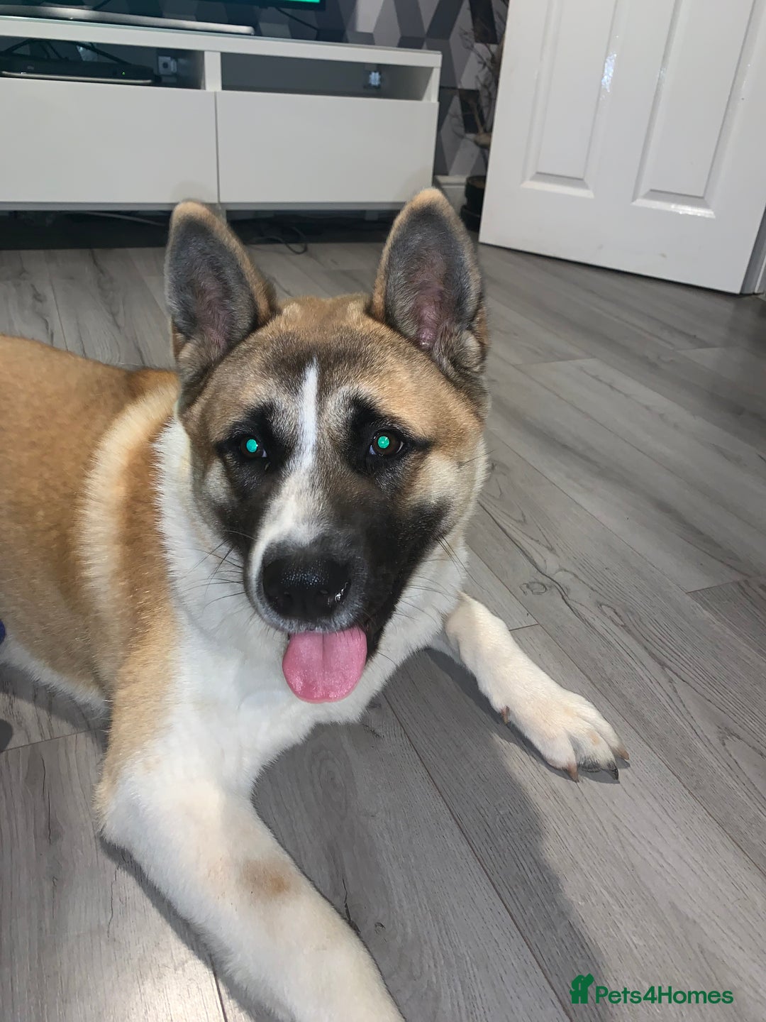 Akita dogs for stud: Male Akita for stud - Image 2