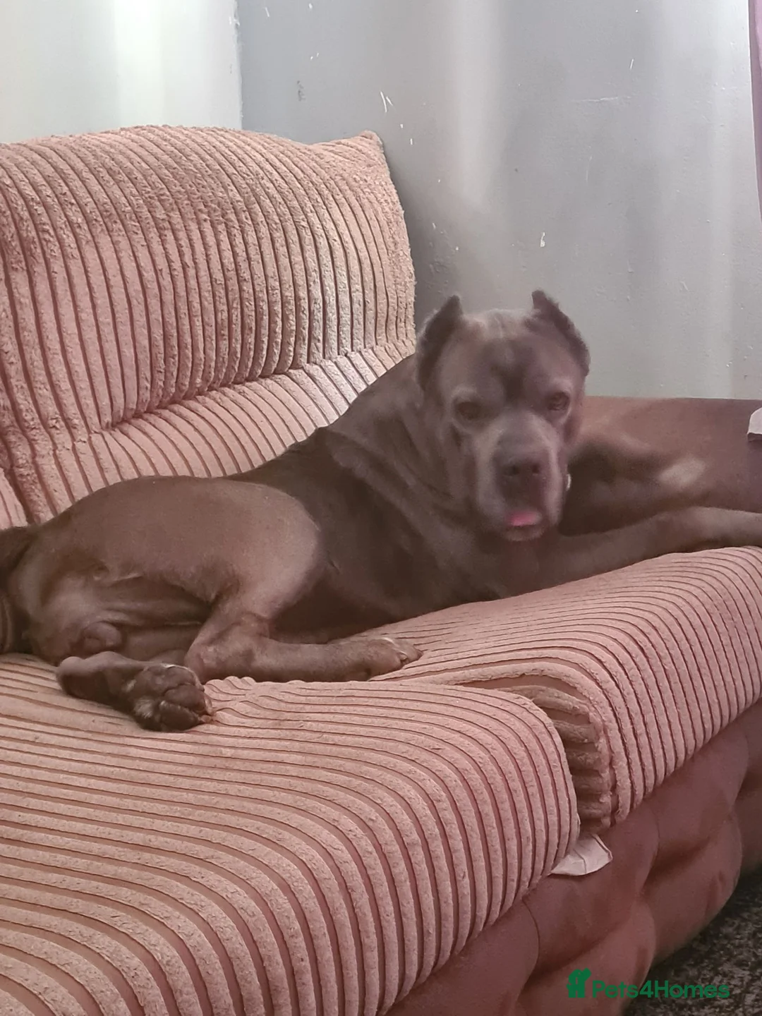 Cane Corso dogs for stud: 7yr cane corso female - Advert 2