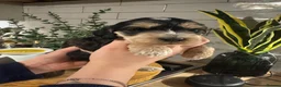 Cockapoo dogs for sale: 🐶 gorgeous cockapoo pups (spaniel back cross)🥰 - Advert 11