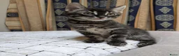 Bengal cats for sale: Bengal cross Kittens seeking forever homes - Advert 2