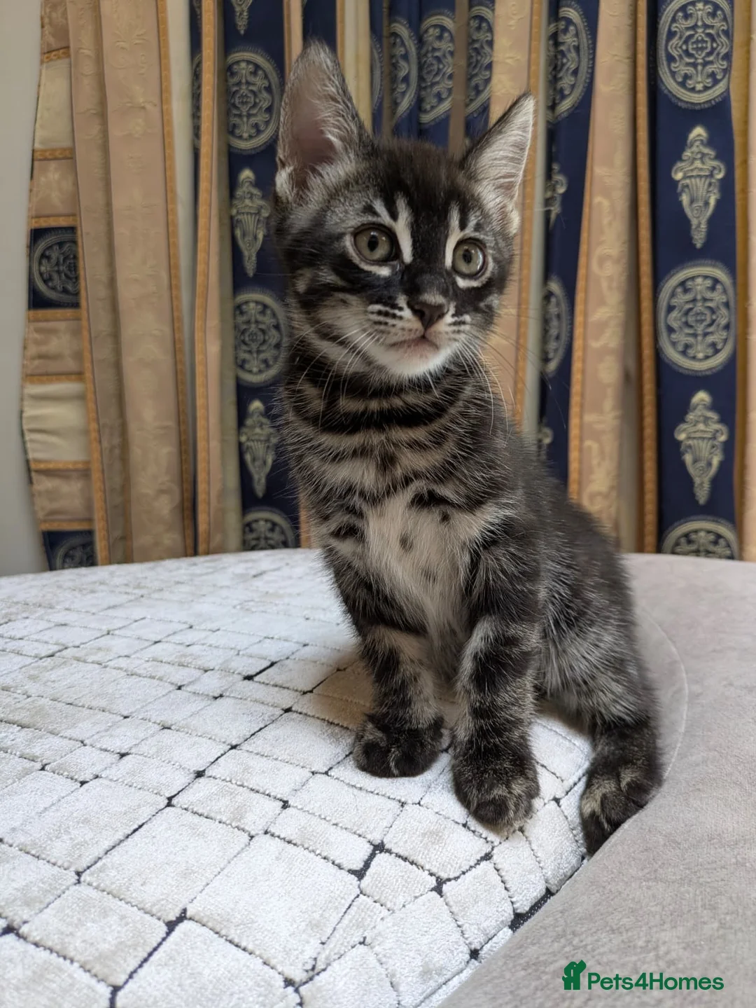 Bengal cats for sale: Bengal cross Kittens seeking forever homes - Advert 2