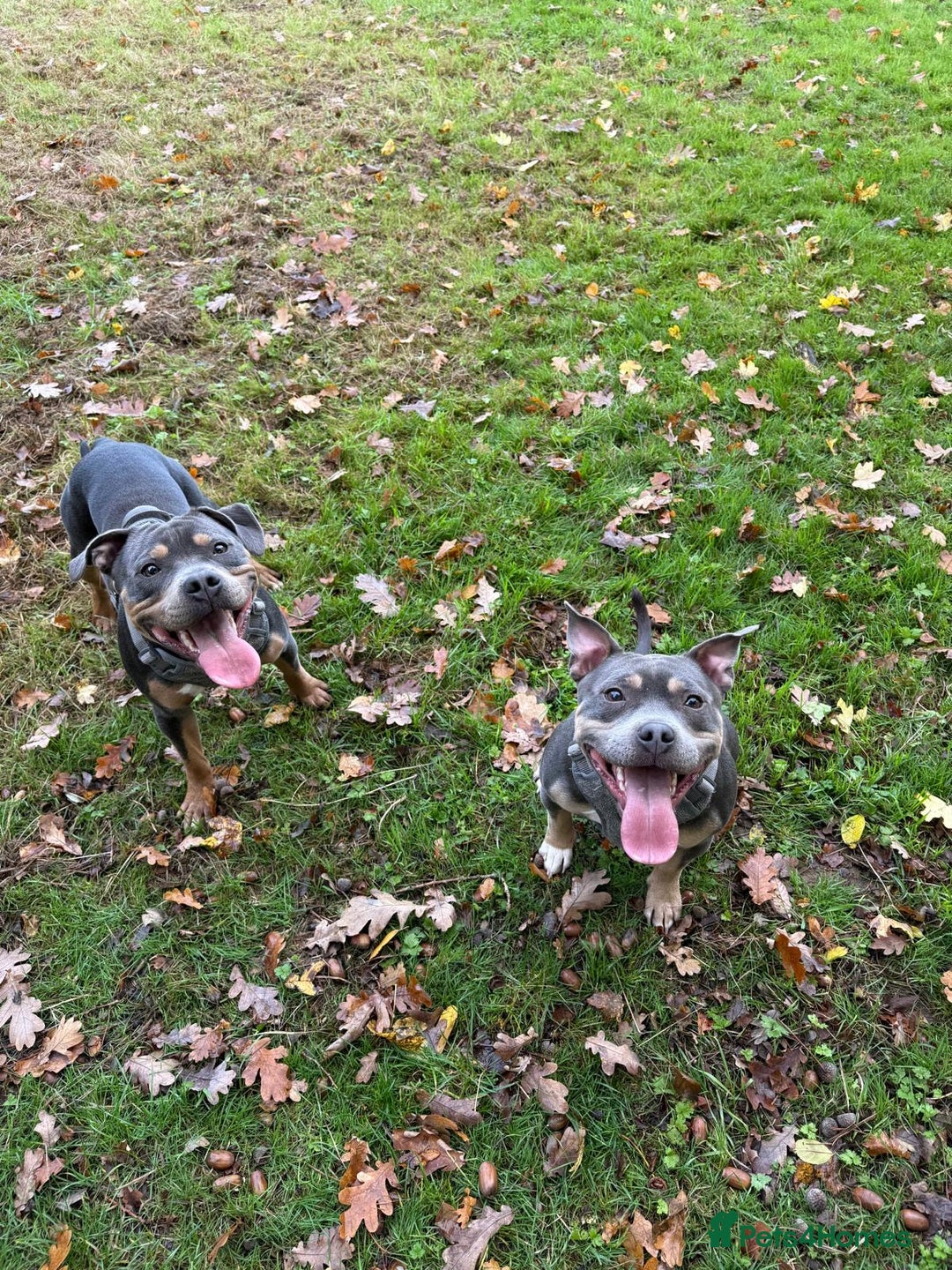 Staffordshire Bull Terrier dogs for stud: Cracking Staffordshire bull terriers for stud 🐾 - Advert 8