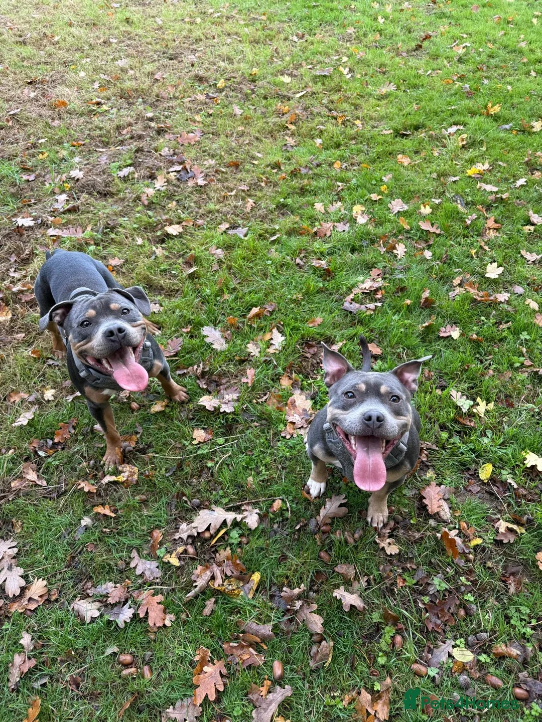 Staffordshire Bull Terrier dogs for stud: Cracking Staffordshire bull terriers for stud 🐾 - Advert 8