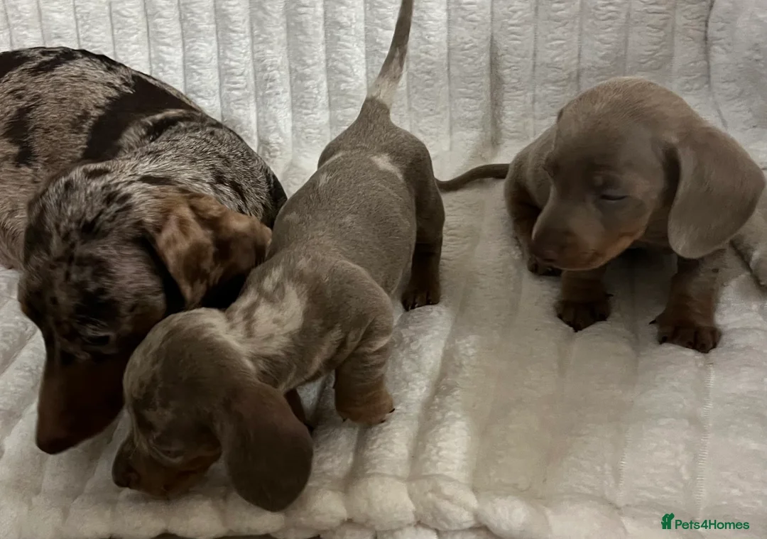Miniature Dachshund dogs for sale: Stunning Isabella mini dachshund puppies - Advert 13