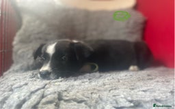 Border Collie dogs for sale: Border collies  - Image 8
