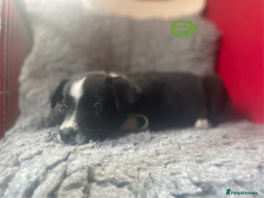 Border Collie dogs for sale: Border collies  - Image 8