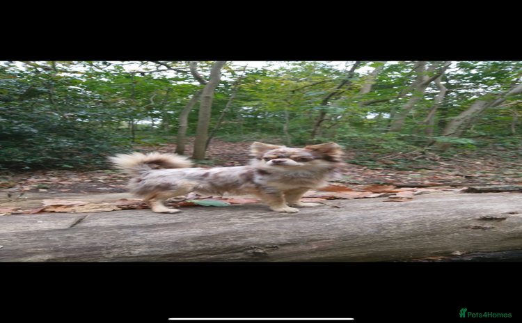 Chihuahua dogs - Advert 1