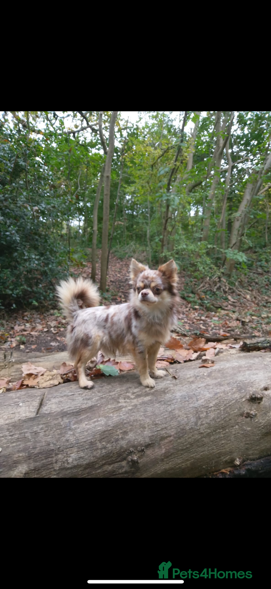 Chihuahua dogs for sale: Merle chihuahua  - Image 1