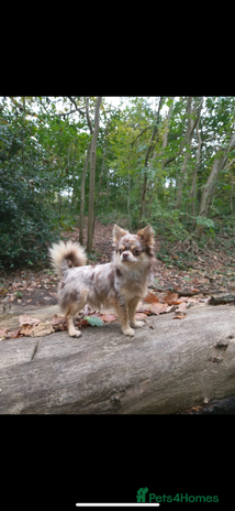 Chihuahua dogs - Advert 3