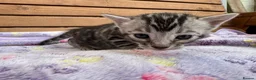 Bengal cats for sale: TICA registered health tested show quality bengals - Advert 8