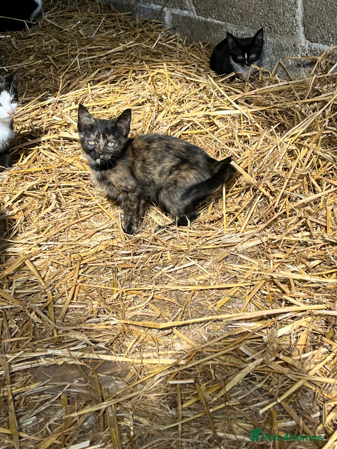 Mixed Breed cats for sale: Lovely yards /family kittens - Image 7