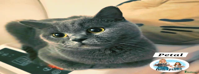 Petal 