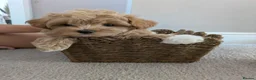 Maltipoo dogs for sale: Maltipoo F1 Puppy in Shrewsbury - Advert 1
