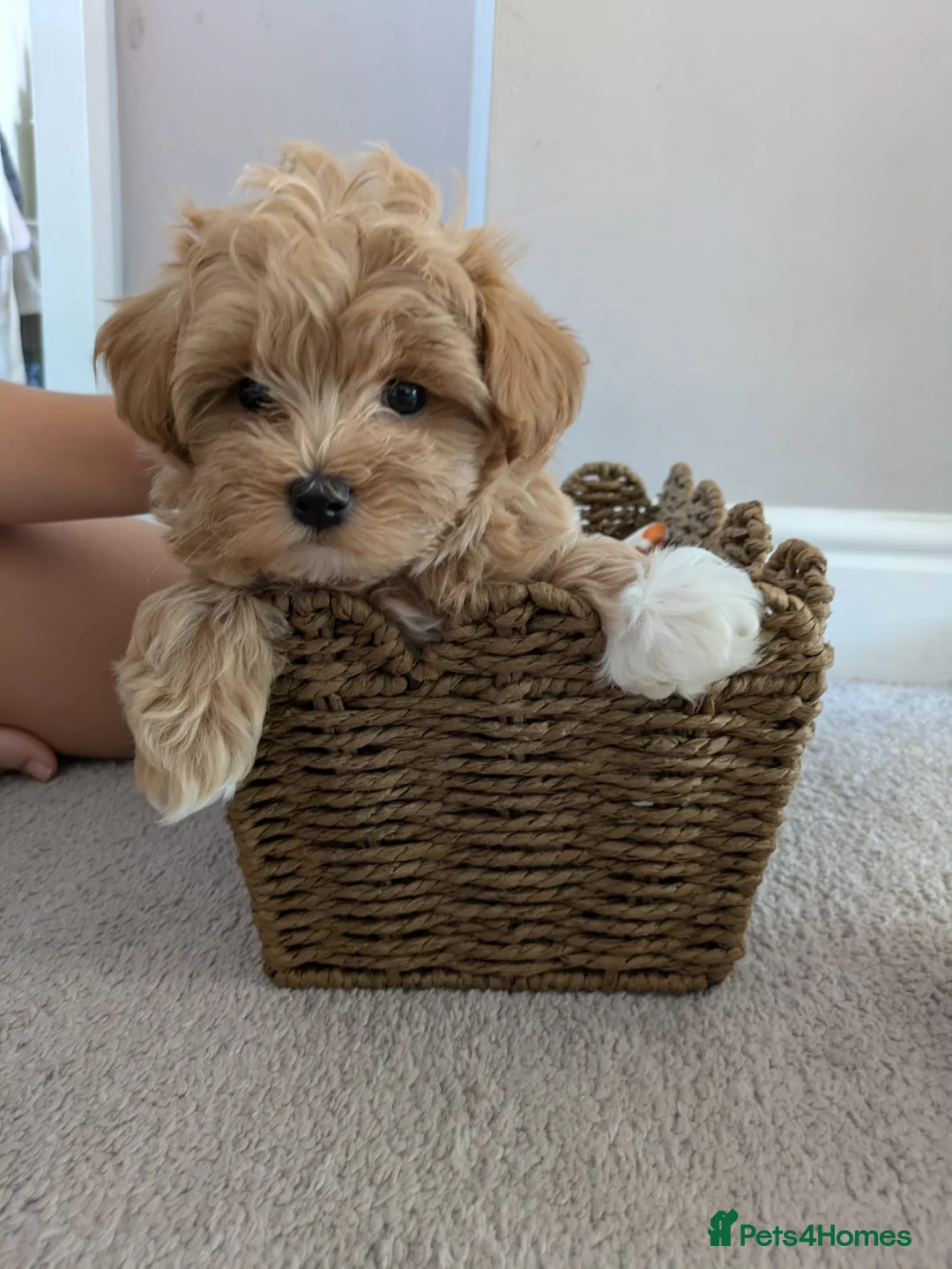 Maltipoo dogs for sale: Maltipoo F1 Puppy in Shrewsbury - Advert 1