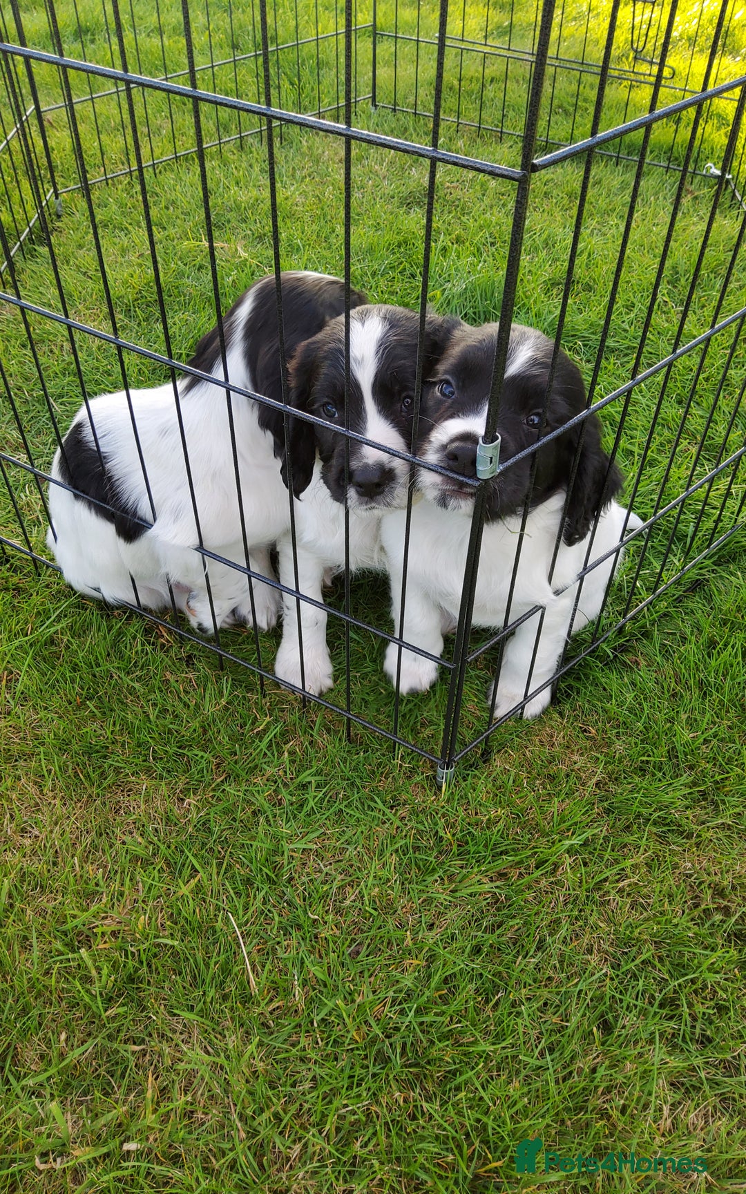 English Springer Spaniel dogs for sale: 3 male Springer Spaniel pups KC Reg and Pedigree - Image 12