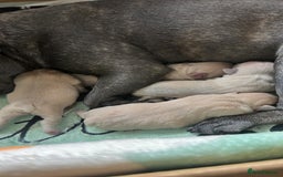 French Bulldog dogs for sale: KC REG QUALITY FRENCH BULLDOG PUPPIES! - Image 5