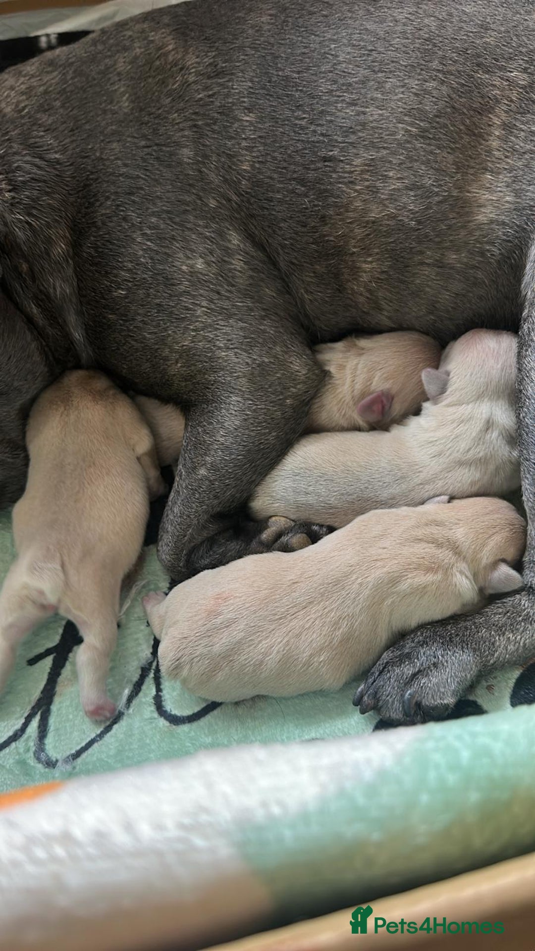 French Bulldog dogs for sale: KC REG QUALITY FRENCH BULLDOG PUPPIES! - Image 5