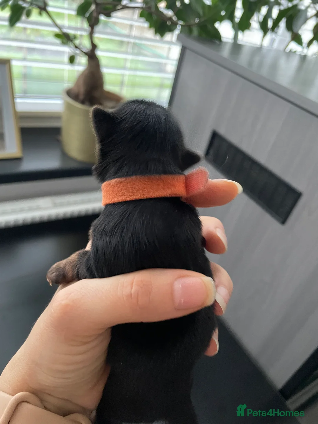 Yorkshire Terrier dogs for sale: pure breed yorkshire terrier  - Advert 21