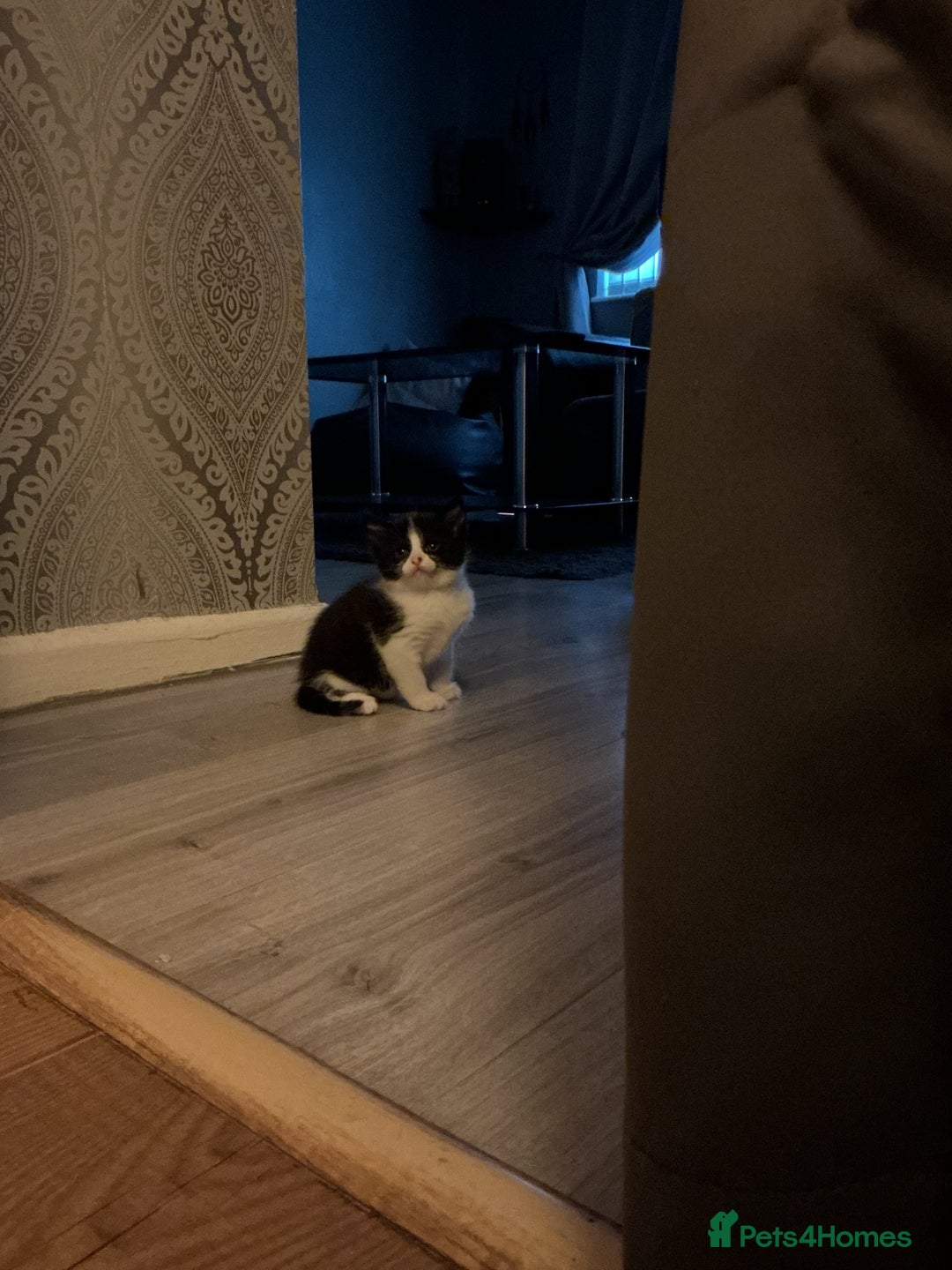 Mixed Breed cats for sale: 5 long haired kitten - Advert 4