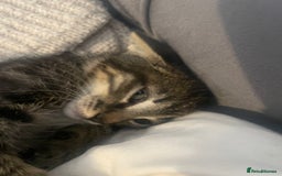 British Shorthair cats for sale: Beautiful kittens  - Image 12