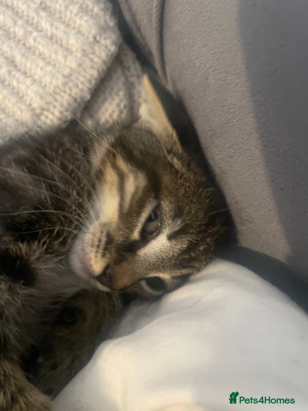 British Shorthair cats for sale: Beautiful kittens  - Image 12