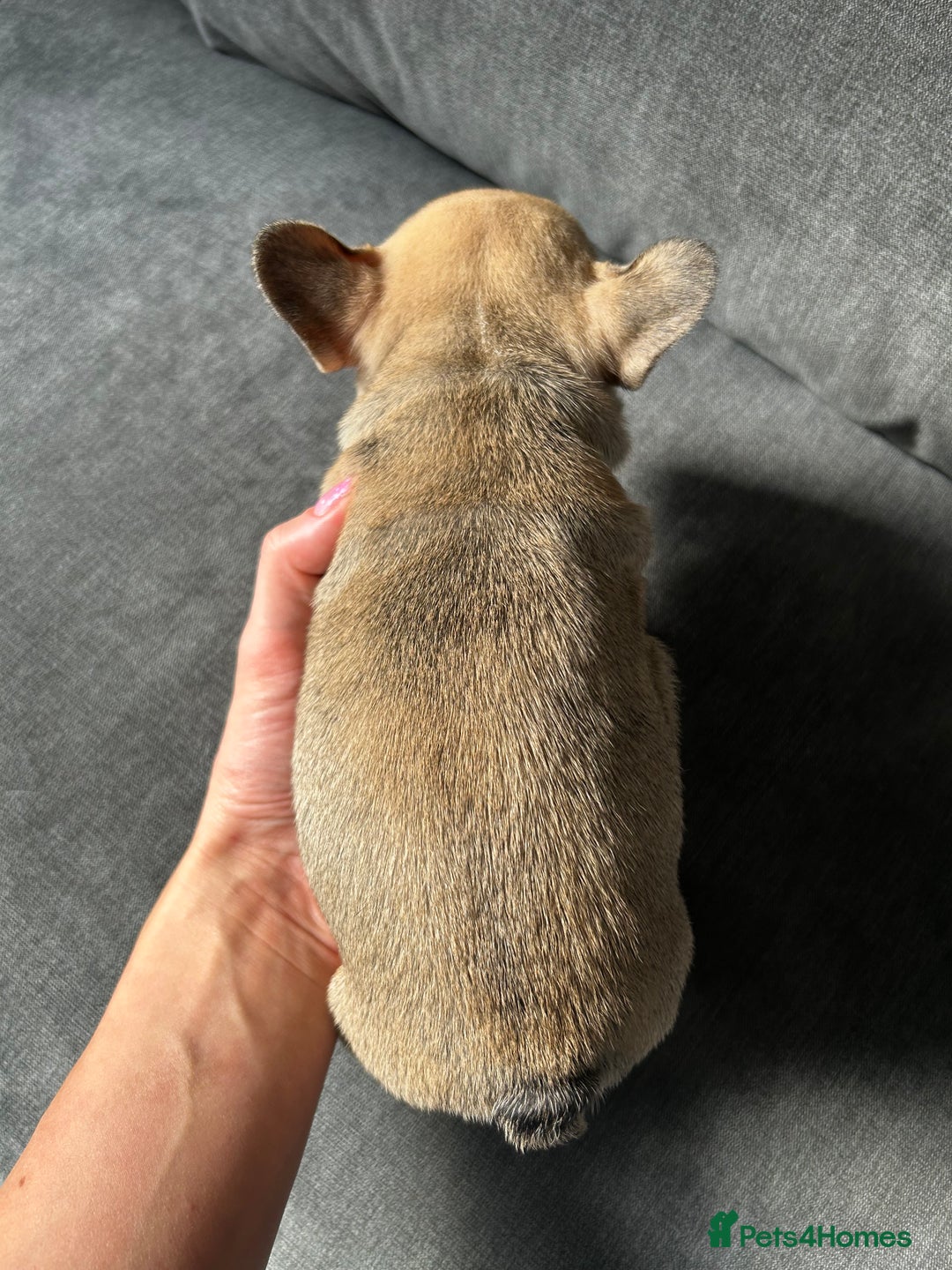 French Bulldog dogs for sale: KC wonderful French Bulldog puppies🐾 - Image 19