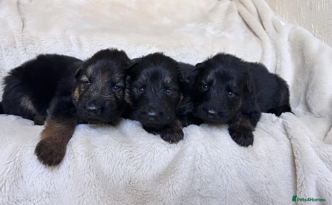 German Shepherd dogs for sale: KC REGISTERED, LONG HAIRED GERMAN SHEPHERD PUPPIES - Advert 2