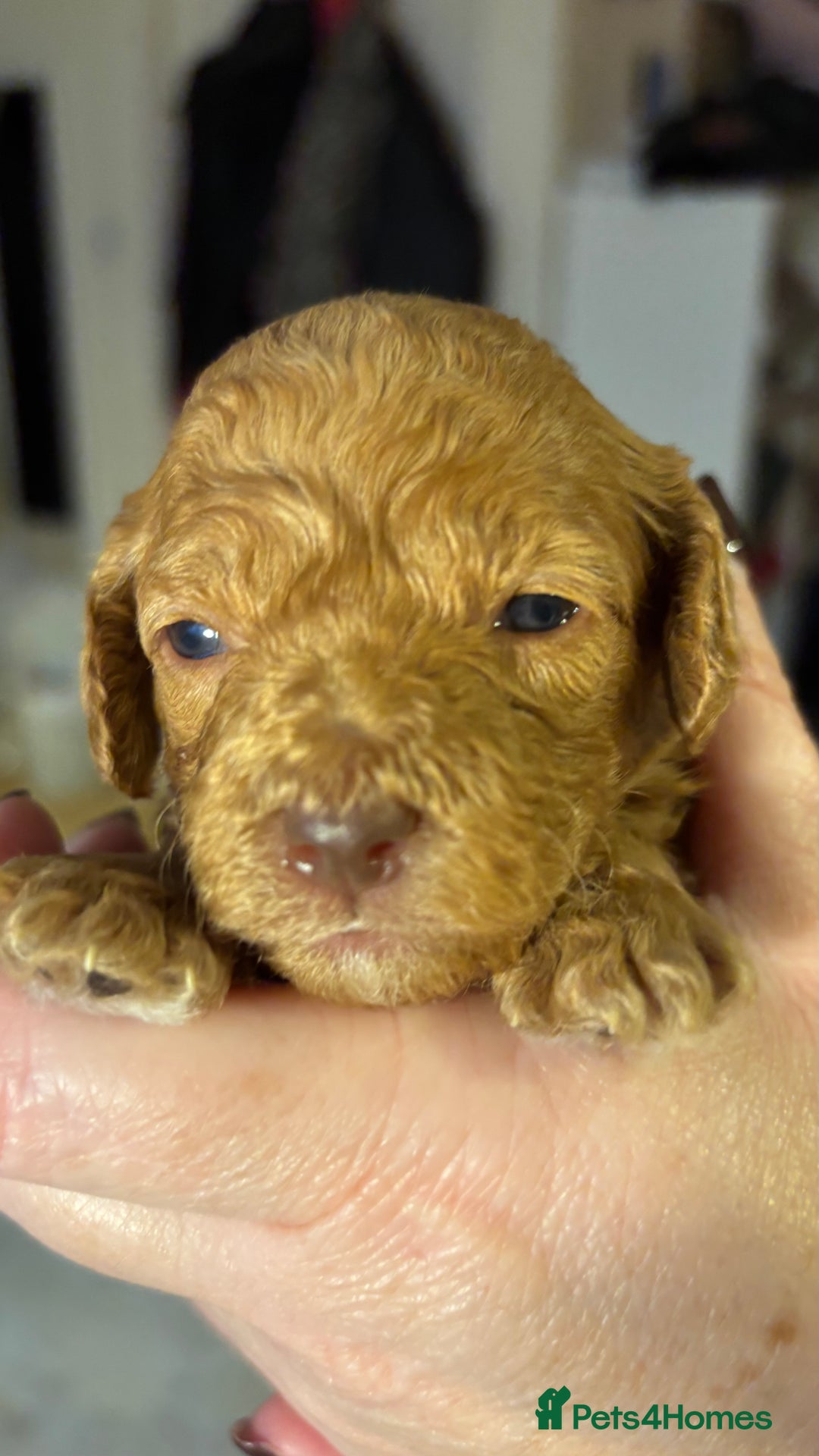 Cockapoo dogs for sale: Cockapoo Puppies  - Image 5
