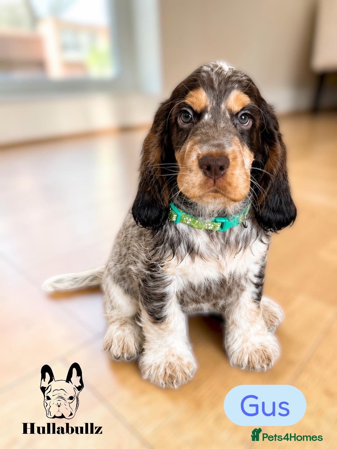 Cocker Spaniel dogs **REDUCED Ready now! **Roan Cocker Spaniels - Advert 2