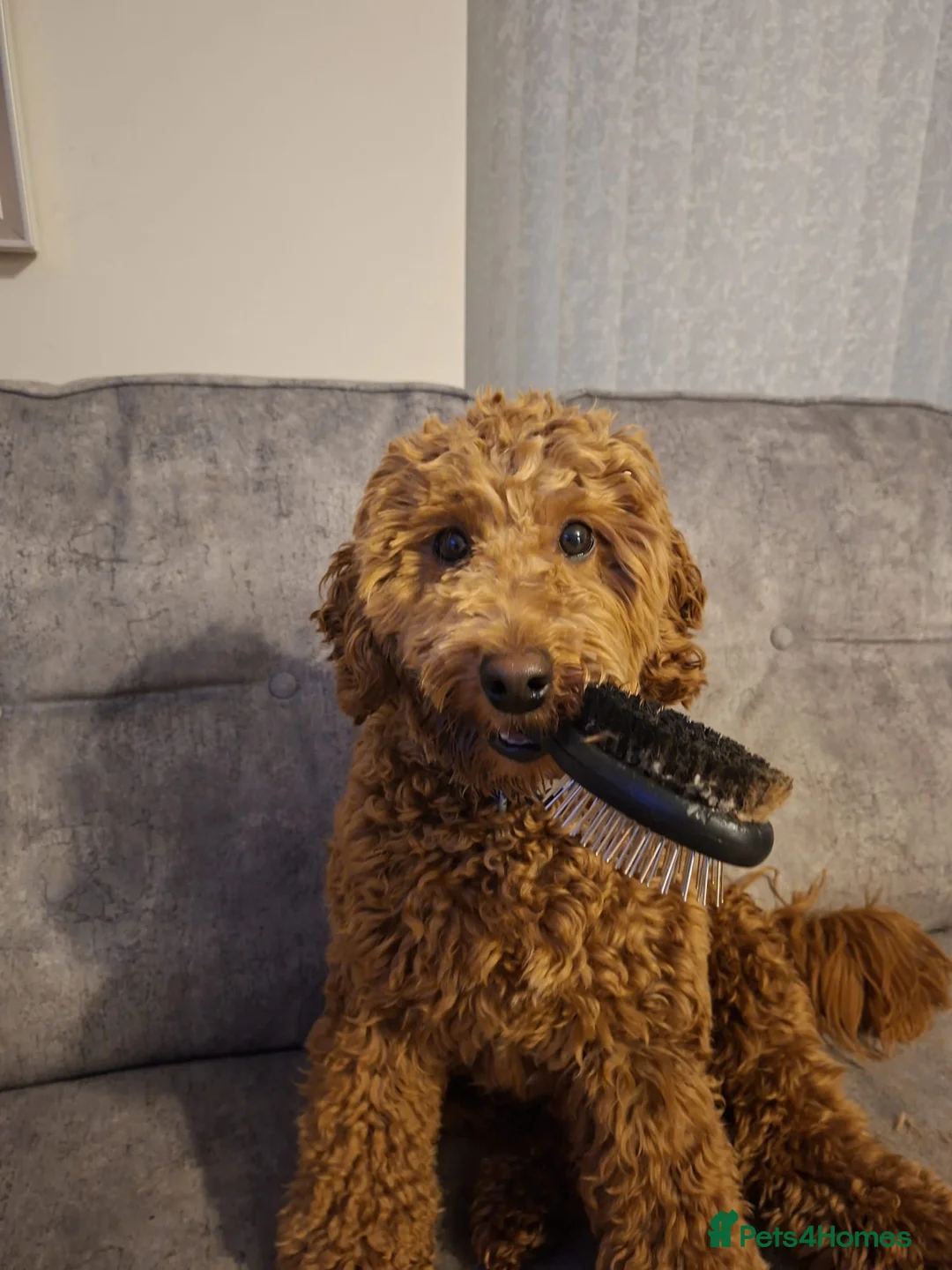 Cockapoo dogs for sale: Cockapoo For rehome in Great Yarmouth - Advert 3