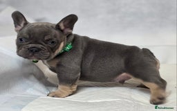 French Bulldog dogs for sale: TOP QUALITY KC REG FRENCHIES AVAILABLE  - Image 14