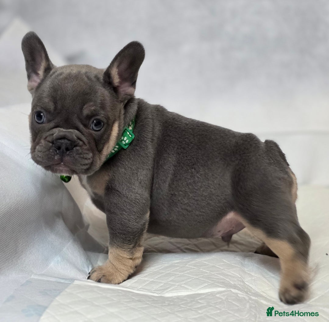 French Bulldog dogs for sale: TOP QUALITY KC REG FRENCHIES AVAILABLE  - Image 14