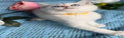 British Shorthair cats for sale: British shorthair golden point Kittens TICA - Advert 9
