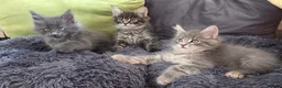 Maine Coon cats for sale: Maine coon kitten  - Advert 4